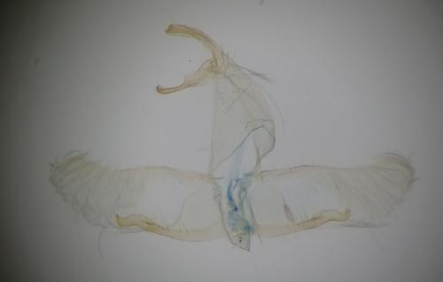Oegoconia uralskella
